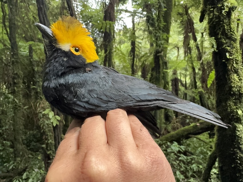 The first-ever photograph of the Yellow-crested Helmetshrike, or Prionops alberti, was taken during a recent expedition led by scientists at The Ƶ of Texas at El Paso. Credit: Matt Brady / The Ƶ of Texas at El Paso 